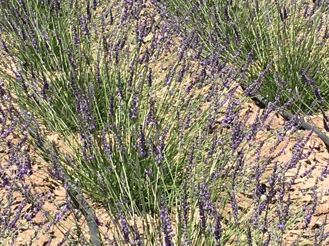 Windy Hills Lavender Boutique-Heber必去景点