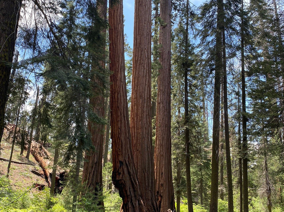 North Grove Loop Trail-红杉&国王峡谷国家公园必去景点