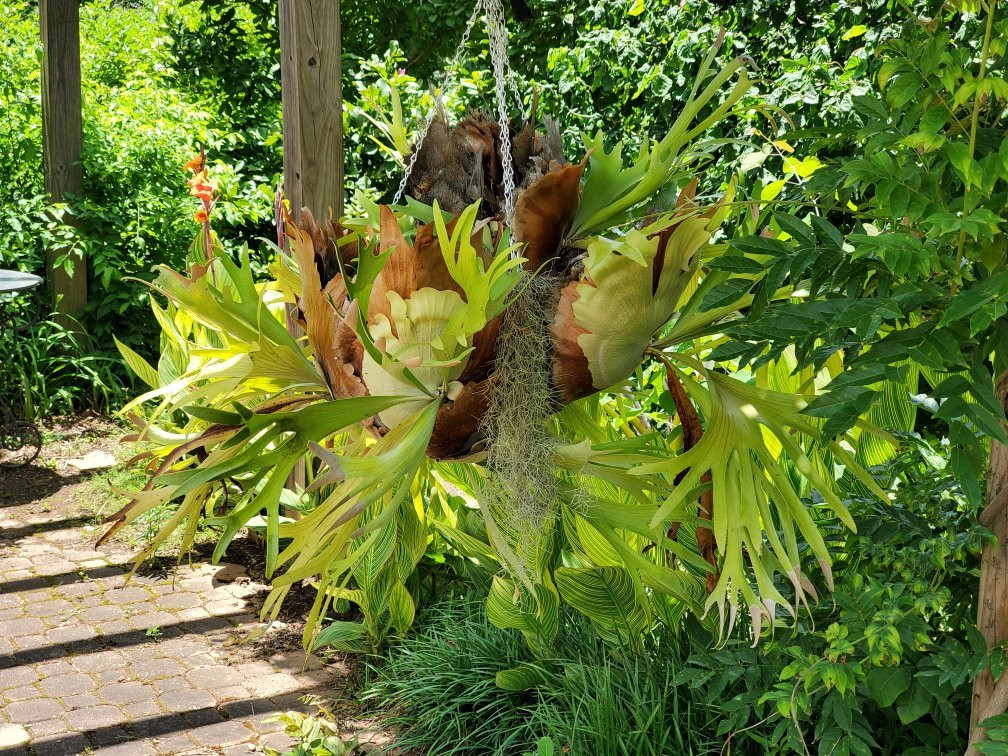 South Carolina Botanical Gardens景点图片