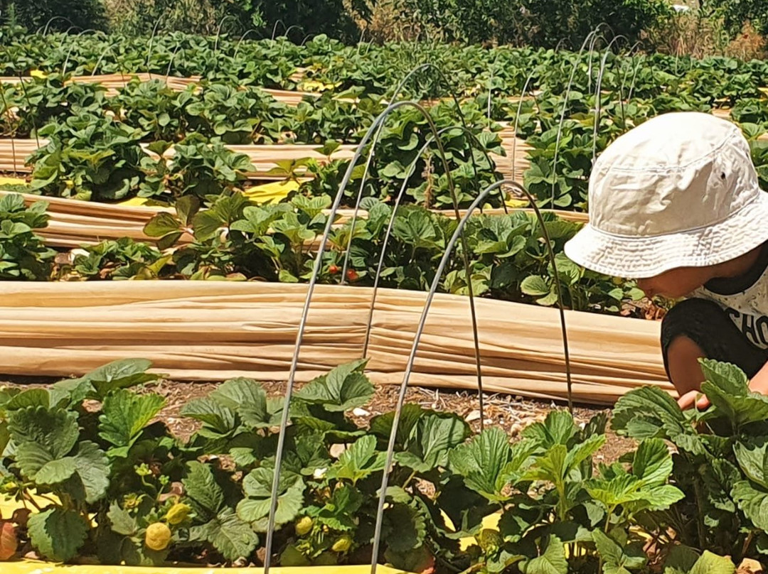 Ktofoti-Beit Lechem Haglilit必去景点