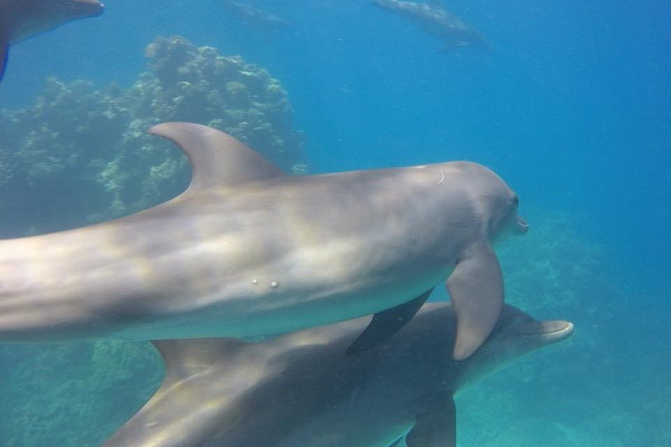 Hope Of Spring Dive-吉达必去景点