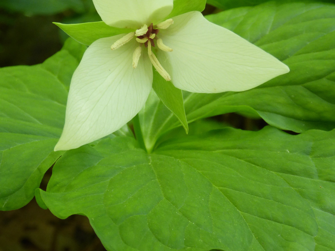Base of the Falls Trail-道森维尔必去景点
