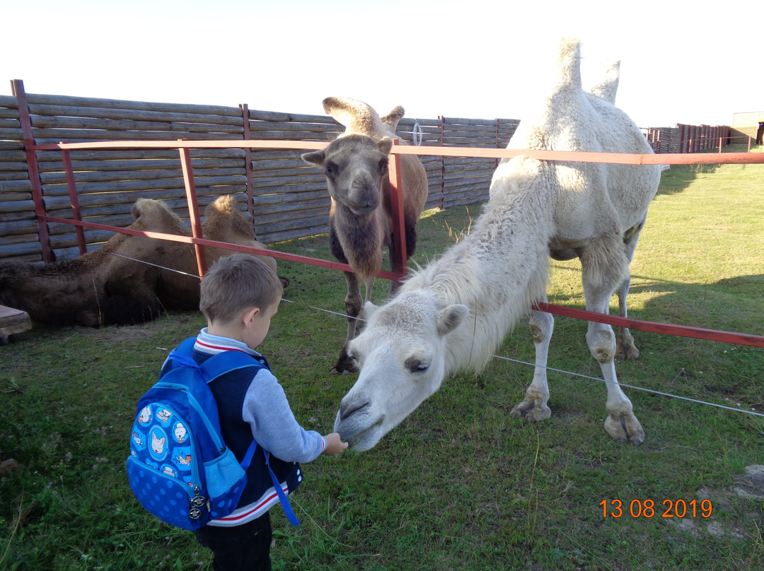 Camel Farm LAIDOYA景点图片
