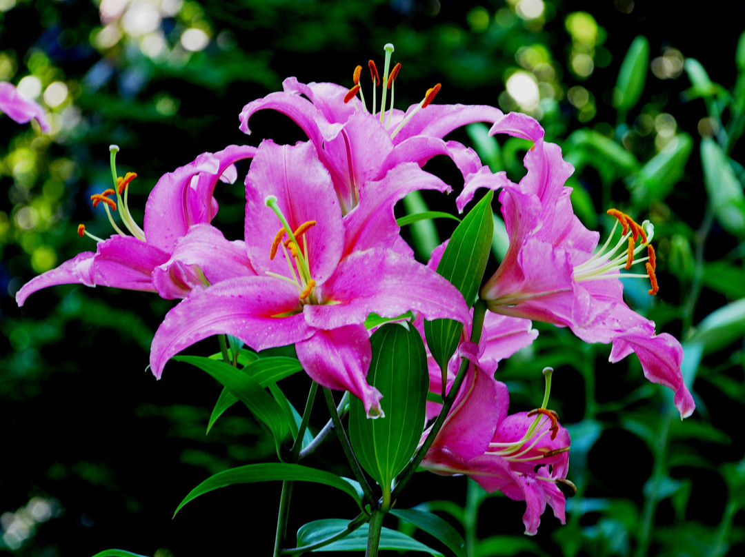 Minter Country Garden景点图片