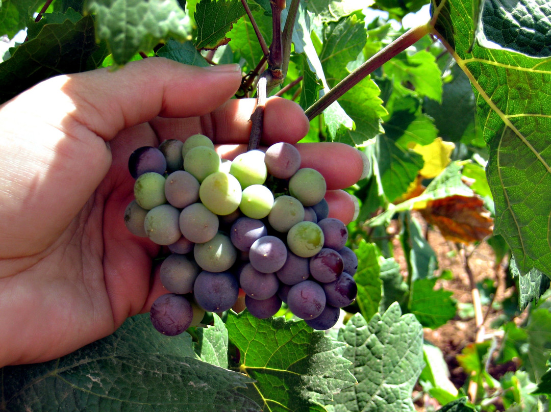 Vine and Wine Tours of North Texas景点图片