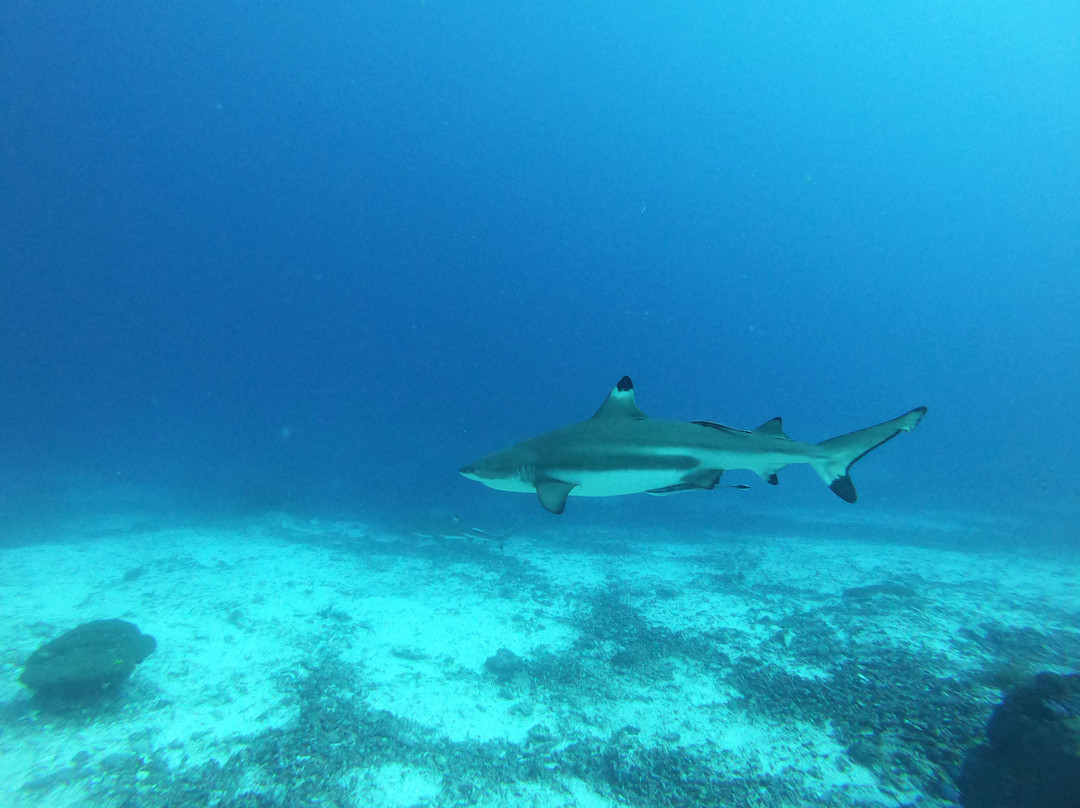 Soul Scuba Divers-Kri Island必去景点