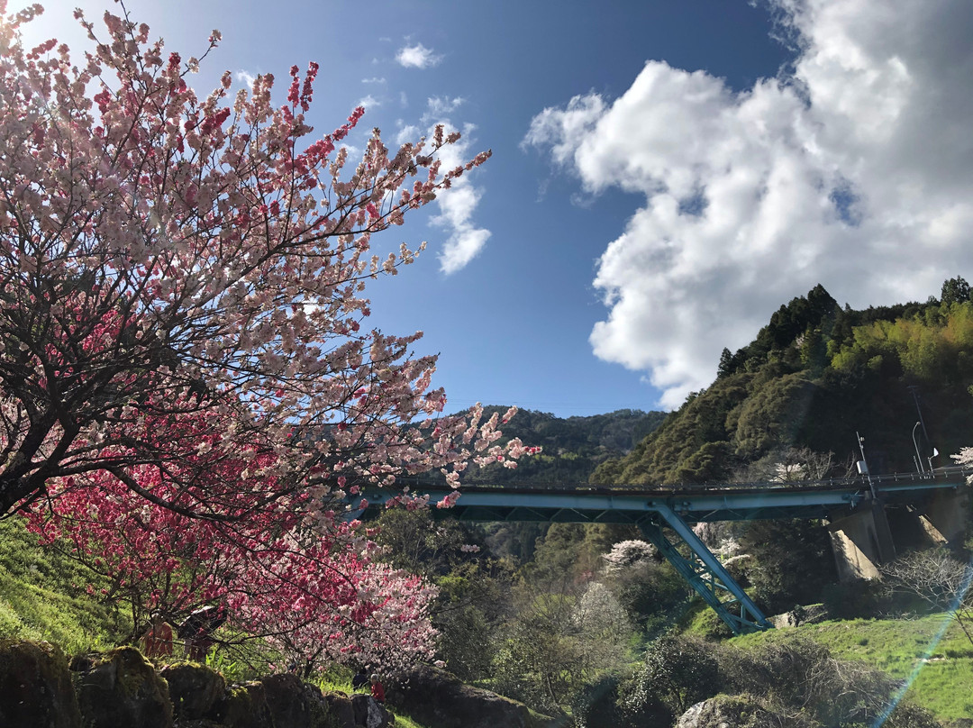 Hikichi Bridge Peach Flower Spot-仁淀川町必去景点