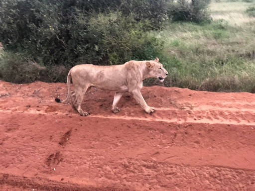 Costo Tours & Adventure Activities - Day Tours-蒙巴萨必去景点