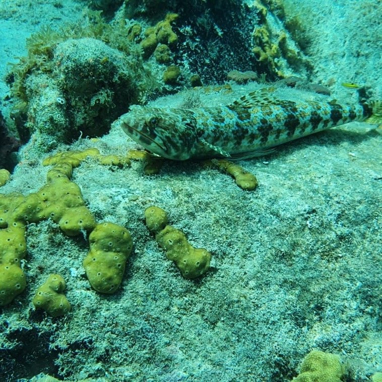 Nautica Plongee Caraibes-Pointe-Noire必去景点