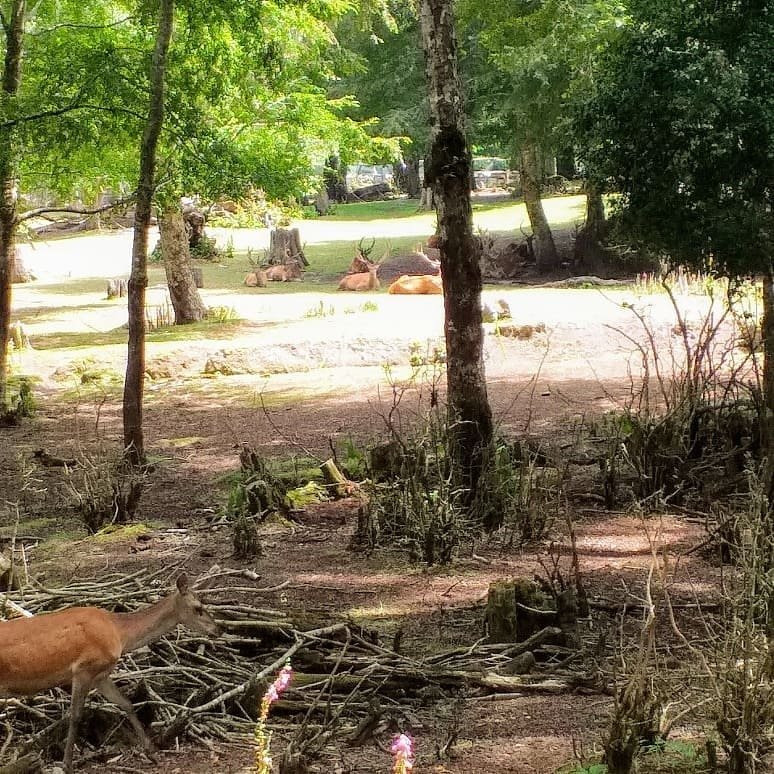 El Bosque De Los Ciervos-Panguipulli必去景点