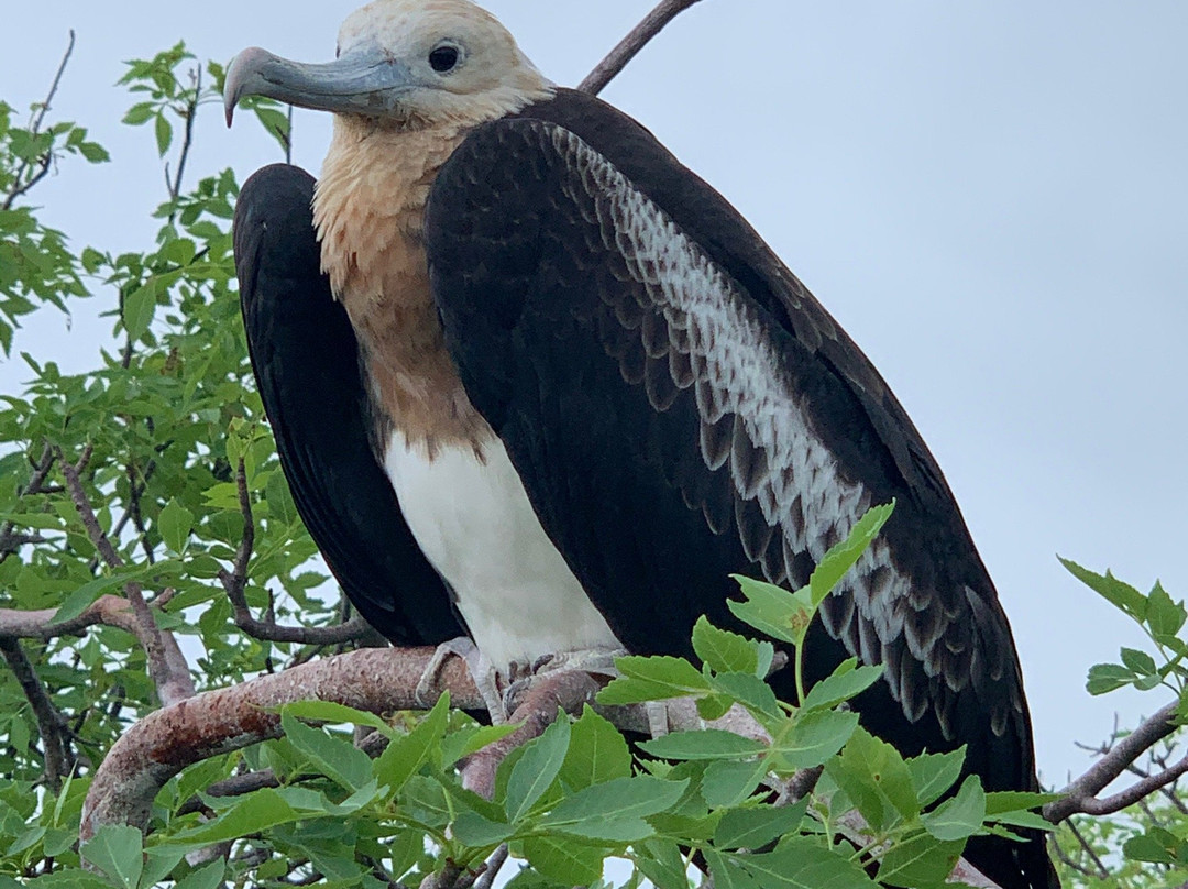 Isla Lobos-圣克里斯托瓦尔必去景点