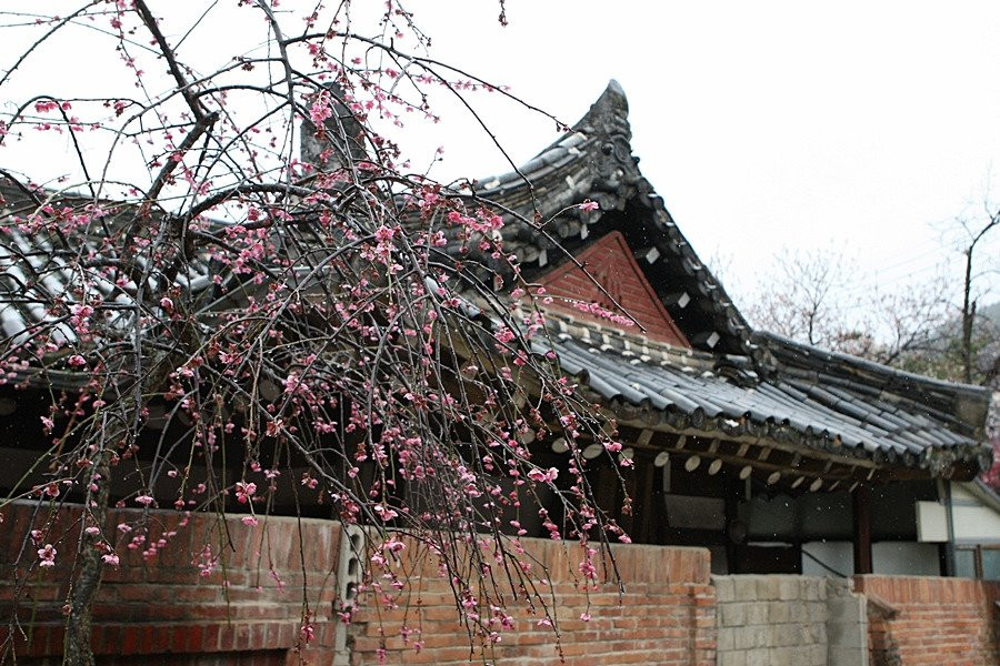 Maegokdong Tammae Village-顺天市必去景点
