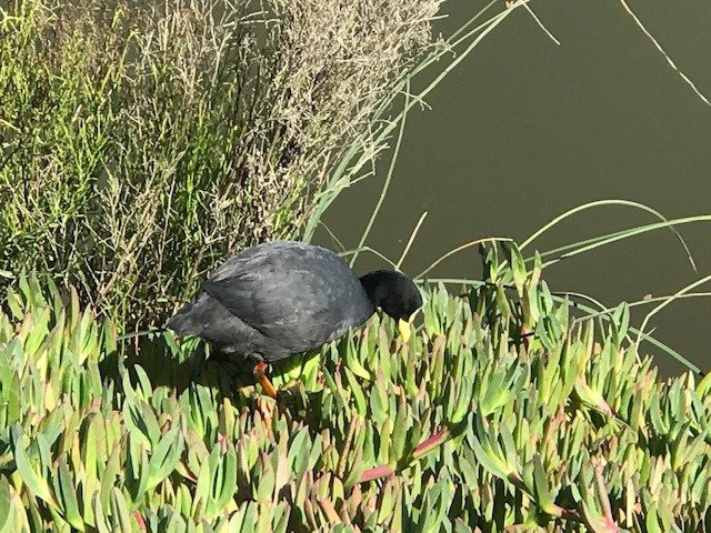 Humedal De Cartagena-瓦尔帕莱索必去景点