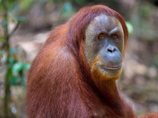 PT. SUMATRA RIMBA WISATA-棉兰必去景点