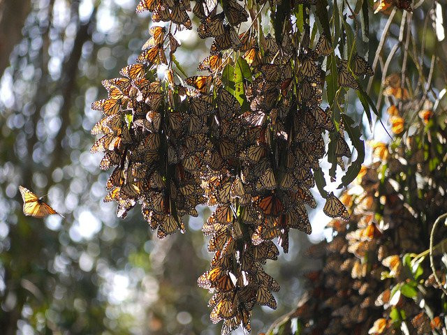 Goleta Butterfly Grove景点图片