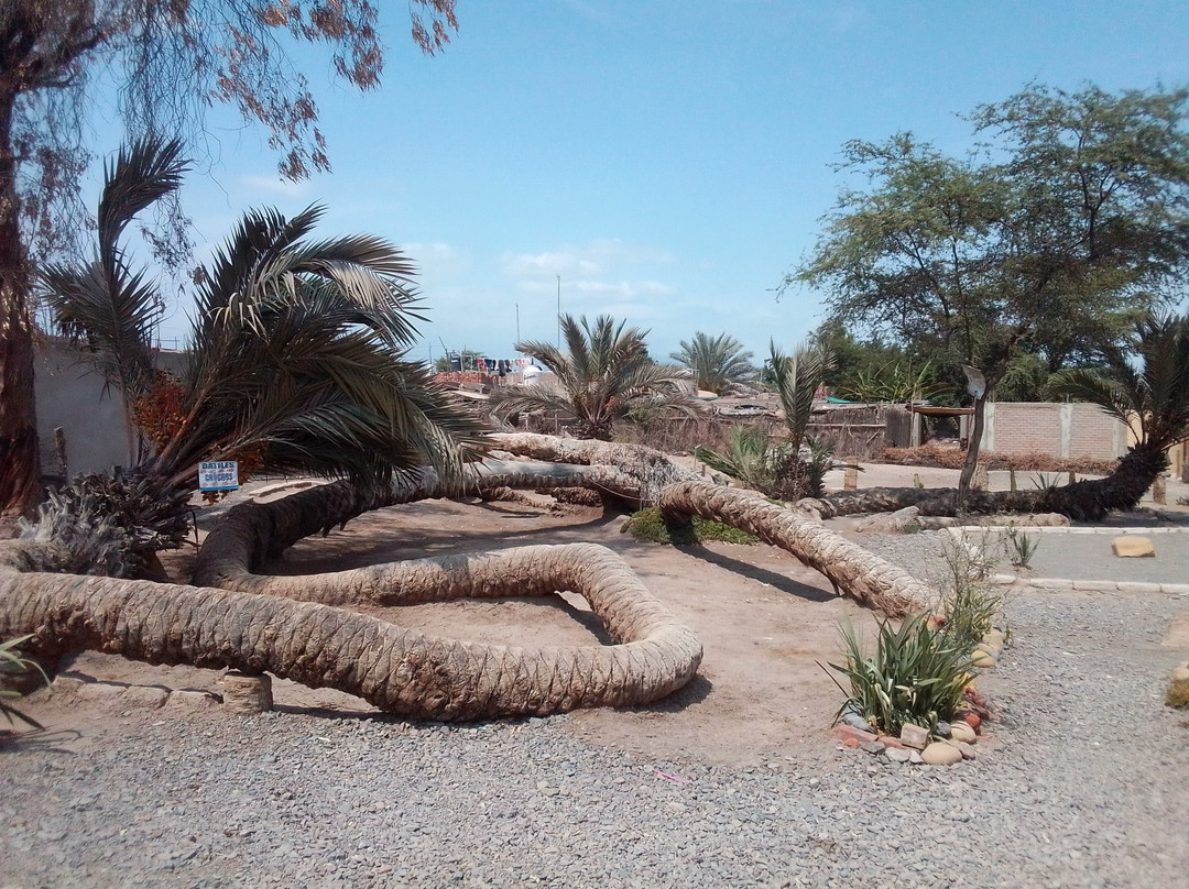 Palmera de Siete Cabezas-伊卡必去景点