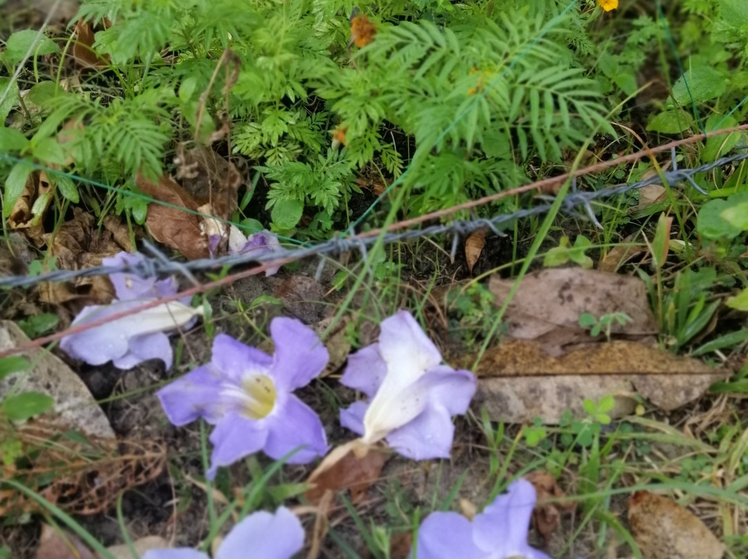 Yao Island Resort and Farm主图