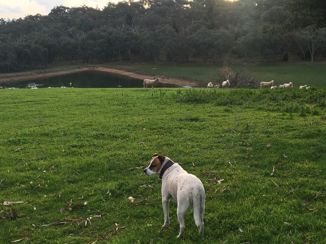 Serengale Vineyard-比奇沃思必去景点