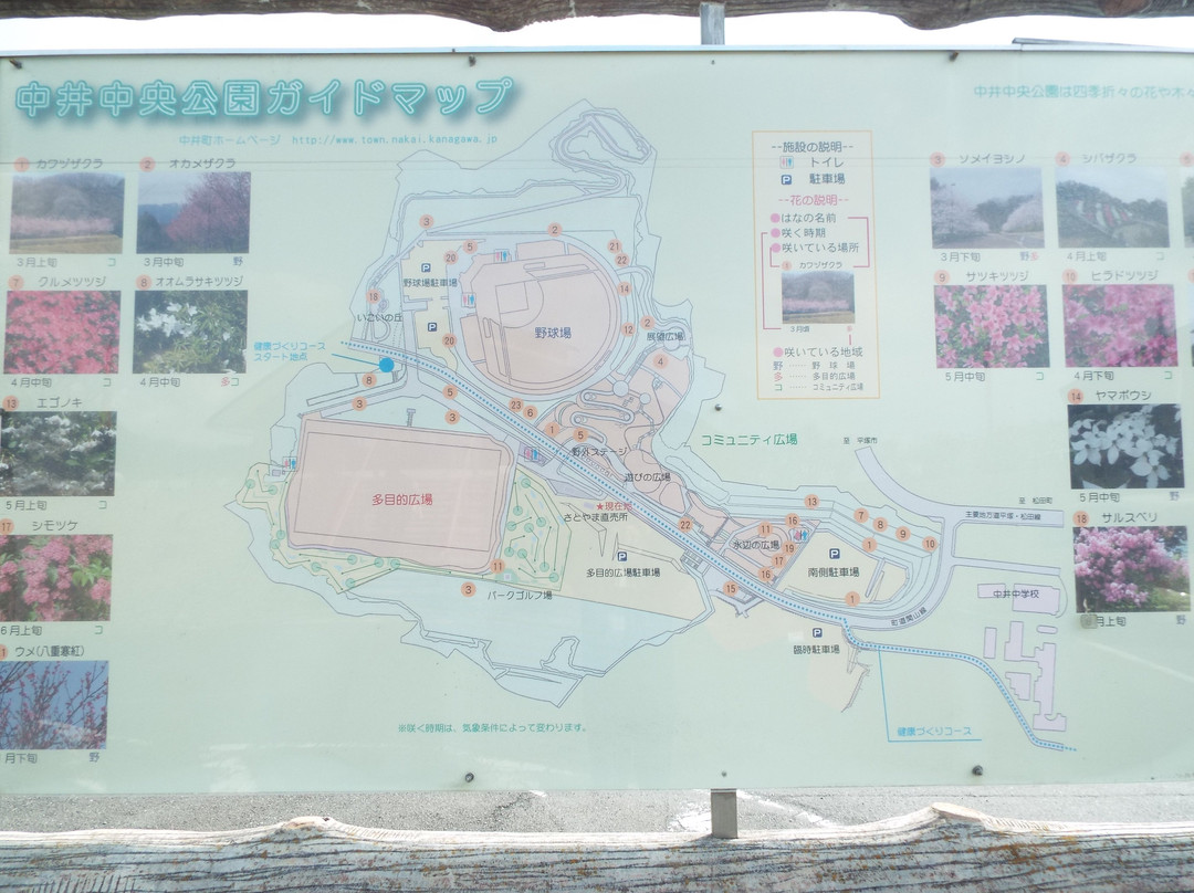 Chuo Undo Park-秦野市必去景点