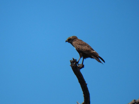 Mfafa Safaris-白河必去景点