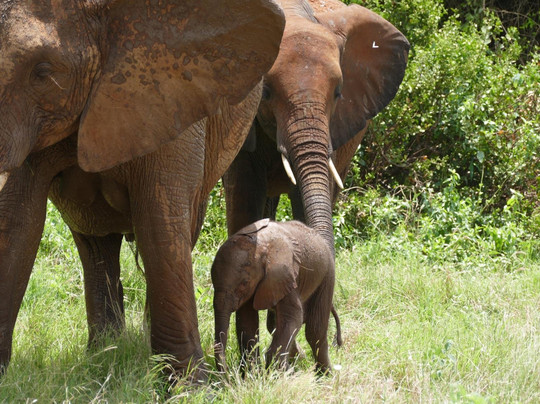 Kenya Watamu Safari-瓦塔木必去景点