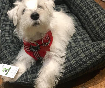 Paws On Sofas-Haworth必去景点