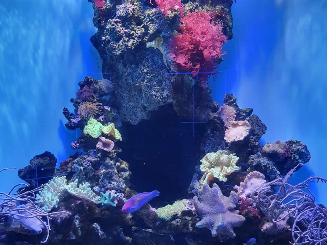 Center of  Oceanography and Marine Biology Delfiniya-新西伯利亚必去景点