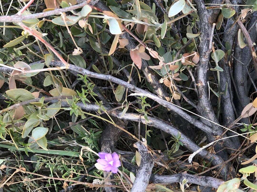 Brass Armadillo Antique Mall - Phoenix West-嘉年必去景点