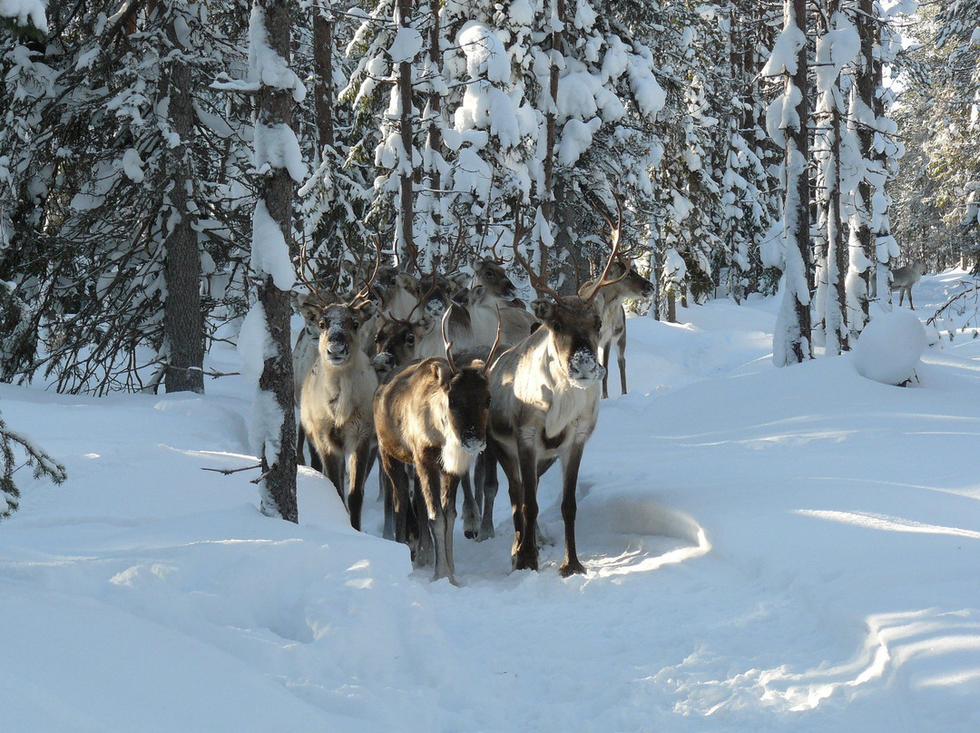 Poro-Panuma Reindeer Farm