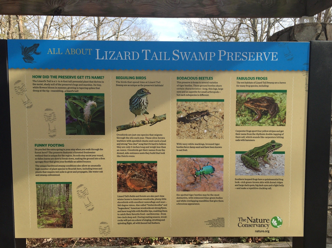 Lizard Tail Swamp Preserve景点图片