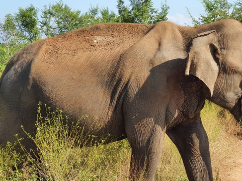 M.P.Holiday Tours Sri Lanka-卡卢特勒必去景点