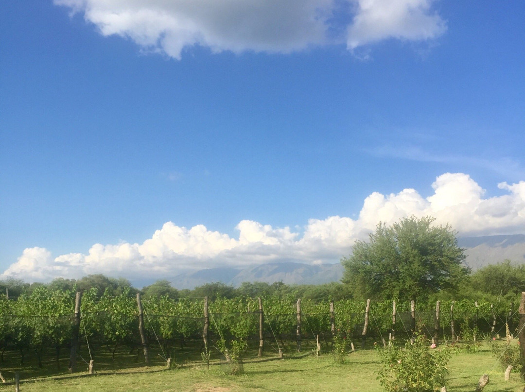 Vinedo Fraterno-梅洛必去景点