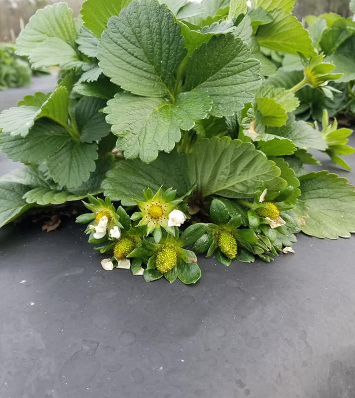 Gable旅游攻略图片