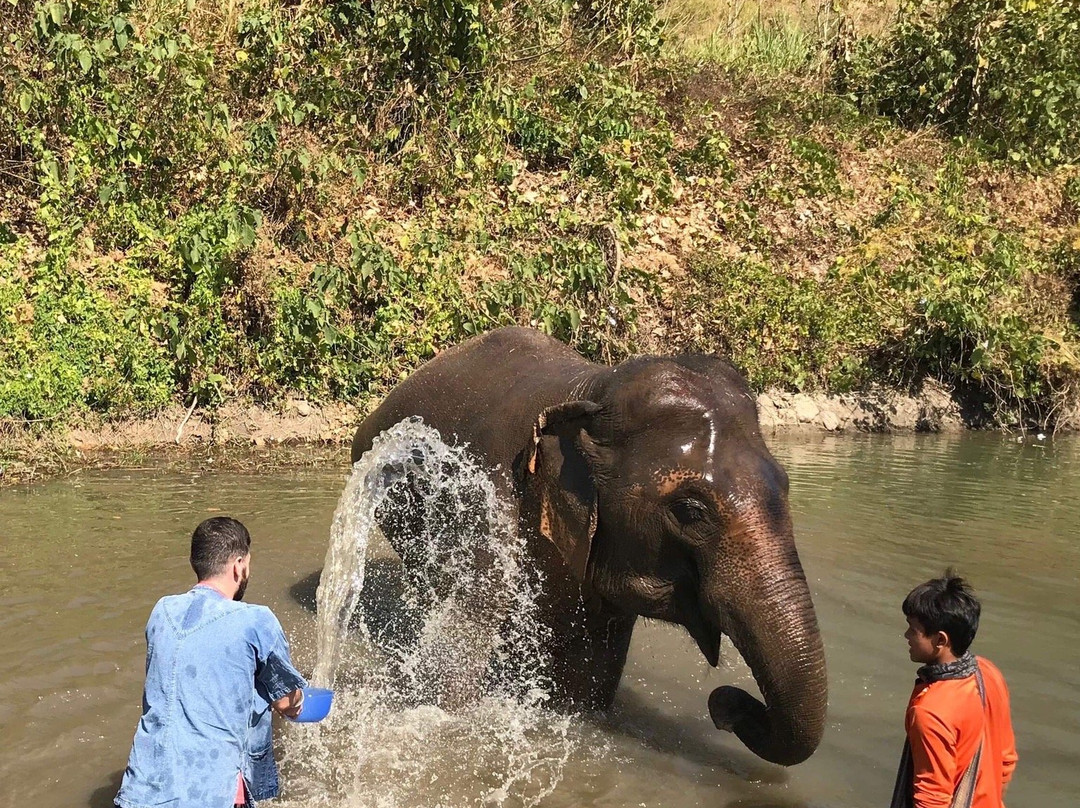 Authentic Thai Elephant Sanctuary-清迈必去景点