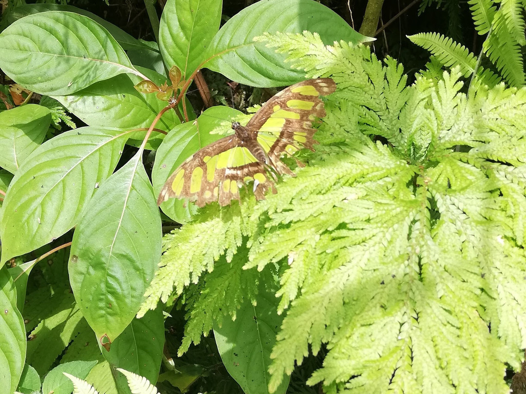Amaranta Mariposario-佩雷拉必去景点