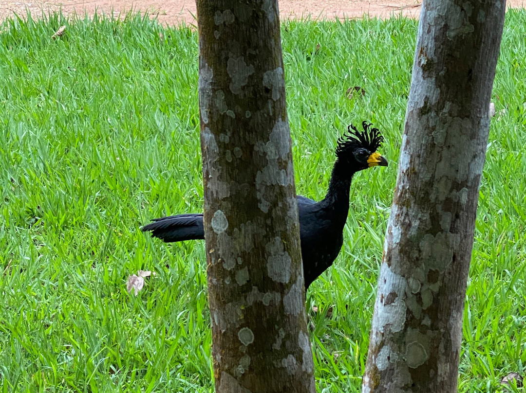 Cristalino Lodge主图