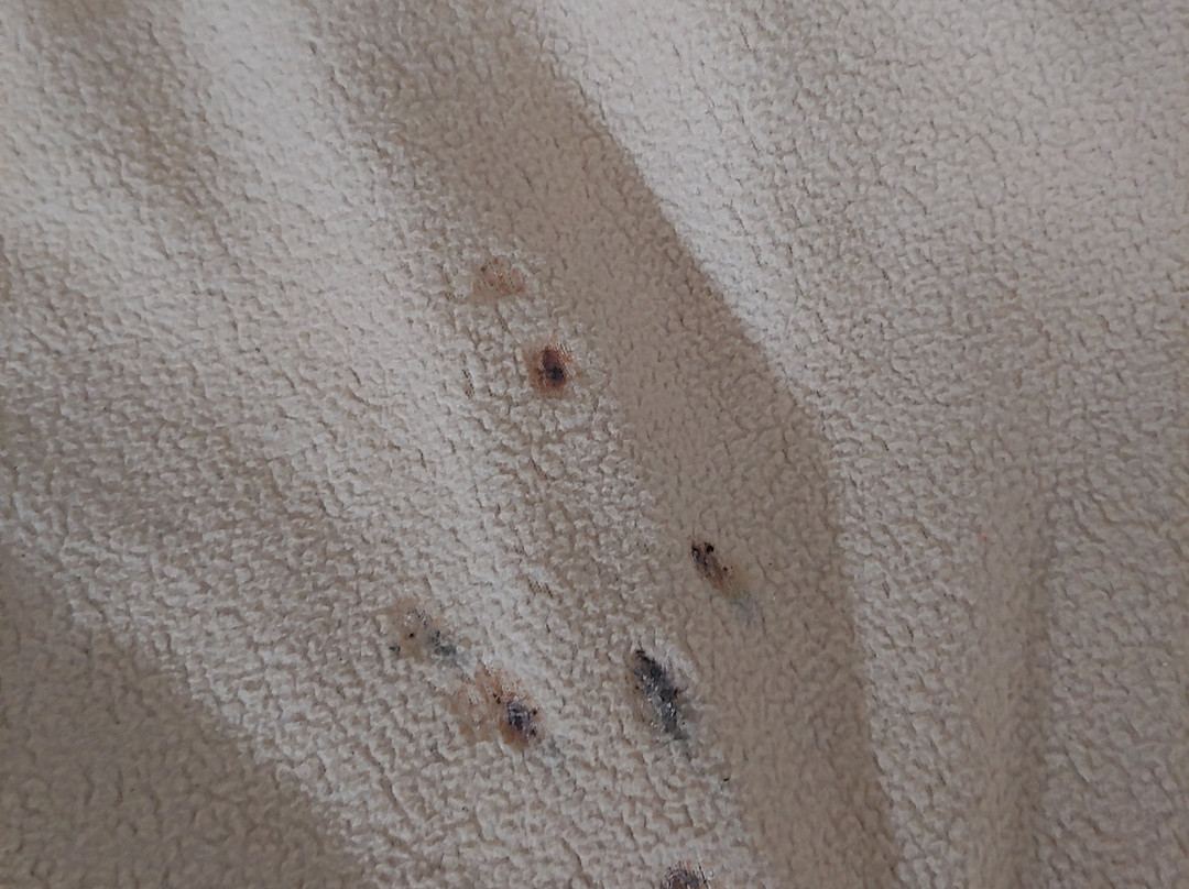 Super 8 by Wyndham Tupelo Airport主图