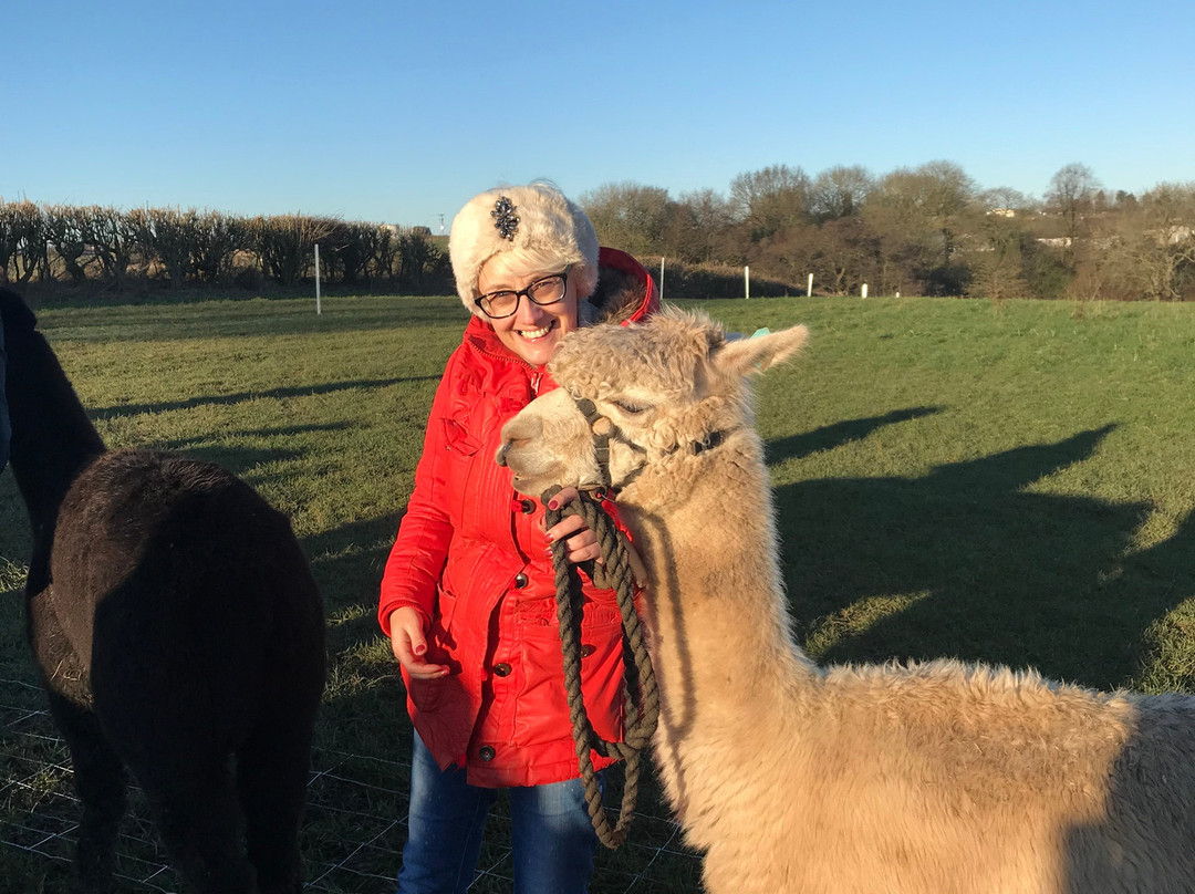 Charnwood Forest Alpacas景点图片