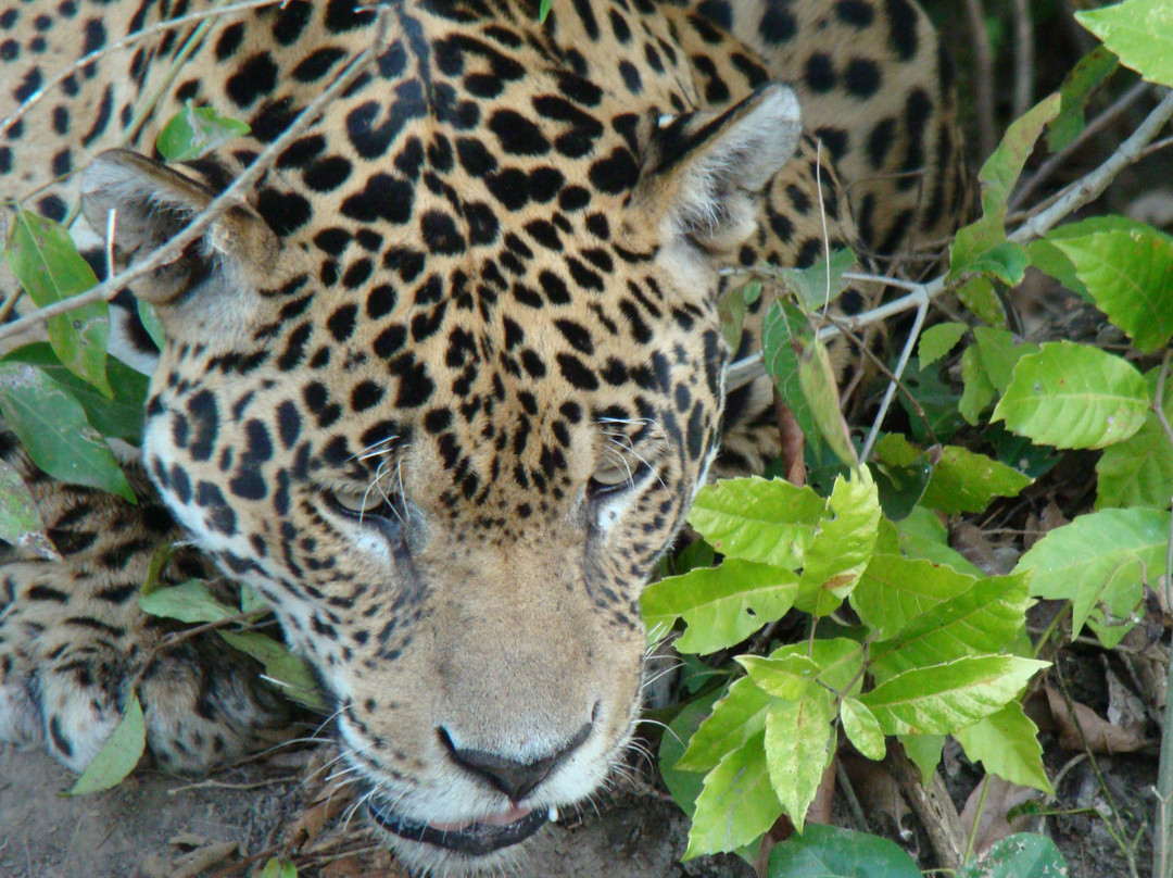 Parque Nacional do Pantanal Matogrossense景点图片