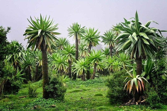 Simien Tour and Travel-贡德尔必去景点