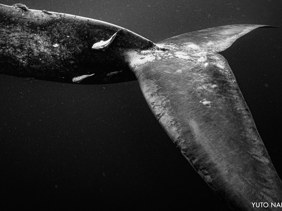 Mirissa Bay Diving-美蕊沙必去景点