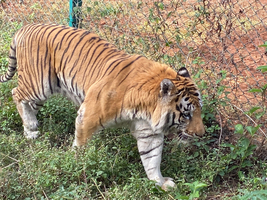 Tiger and Lion Safari, Shimoga景点图片