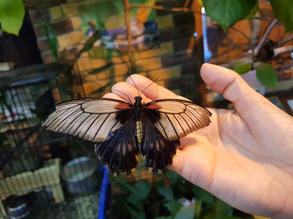 Tropical Butterflies Garden Mindo景点图片