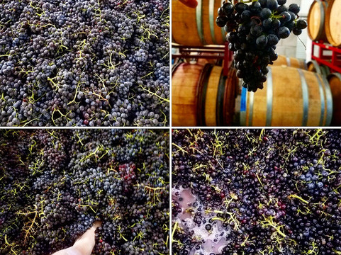 Tercero Wines-洛斯奥利沃斯必去景点