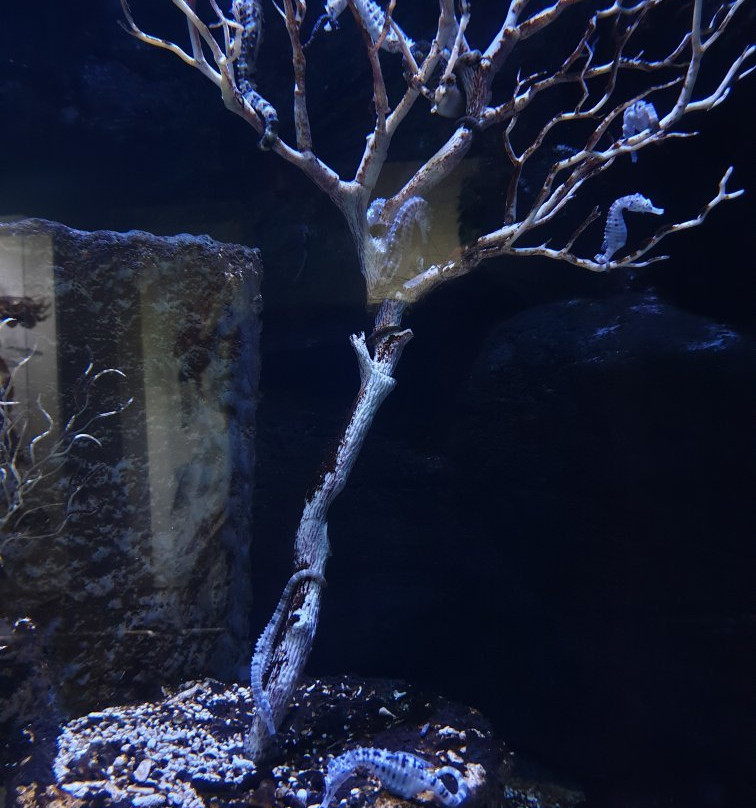 Hanwha Aqua Planet Ilsan-高阳市必去景点