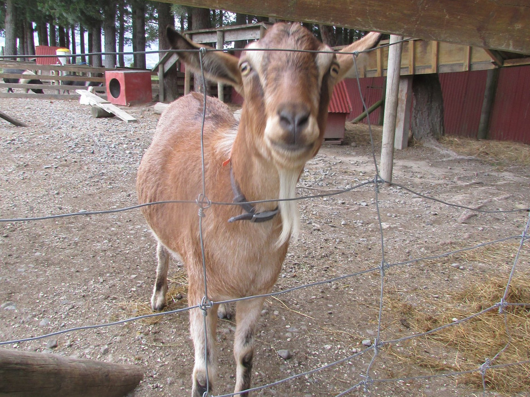 Hanmer Springs Animal Park景点图片