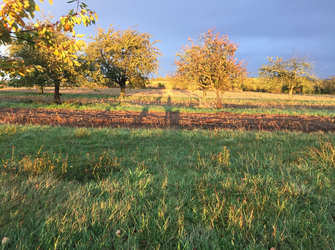 Romanswiller旅游攻略图片