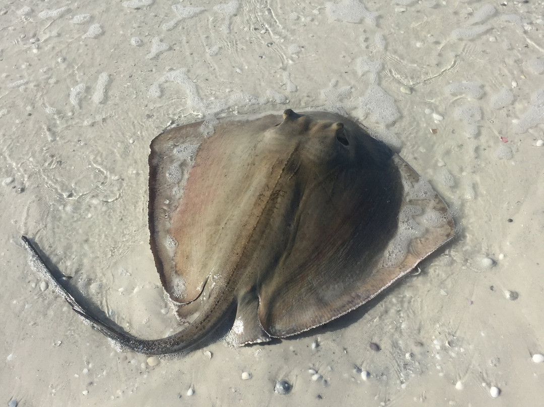 Tigertail Beach景点图片