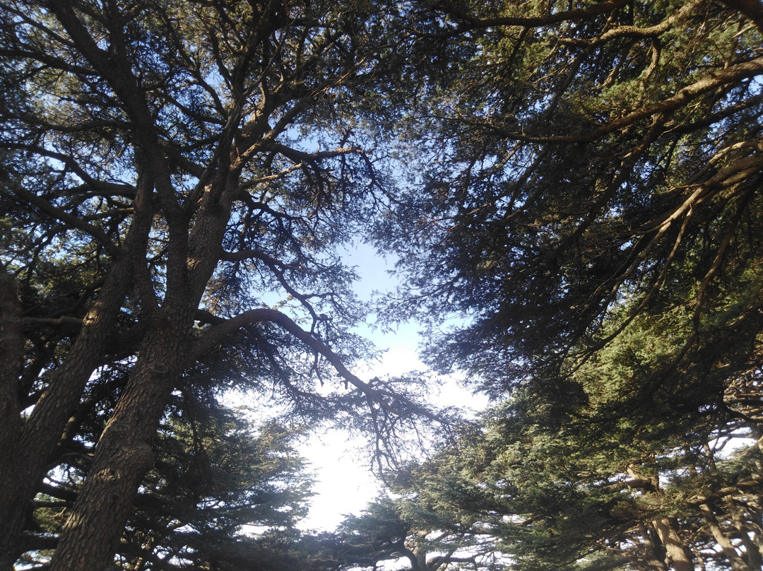 Shouf Cedars Reserve-Barouk必去景点
