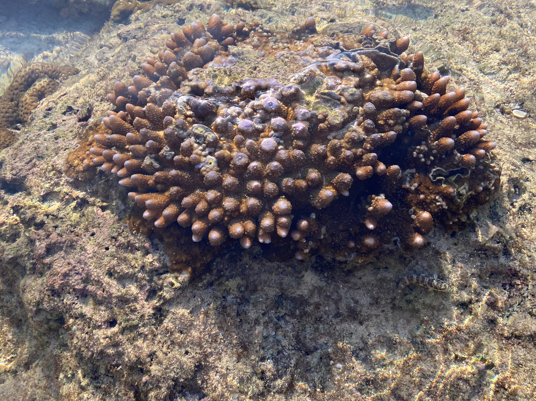 Natural Coral Bridge景点图片